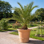 Datľovník kanársky (Phoenix canariensis) - výška 30-50 cm, kont. C1.5L (-6°C) 